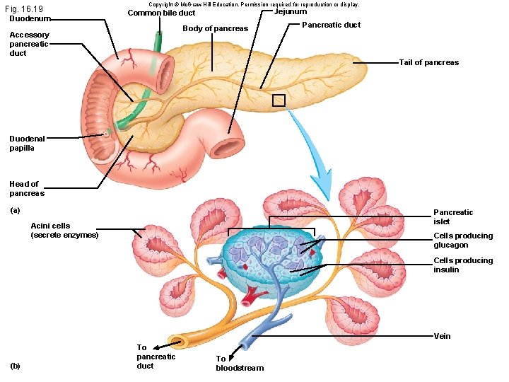 Fig. 16. 19 Duodenum Copyright © Mc. Graw-Hill Education. Permission required for reproduction or