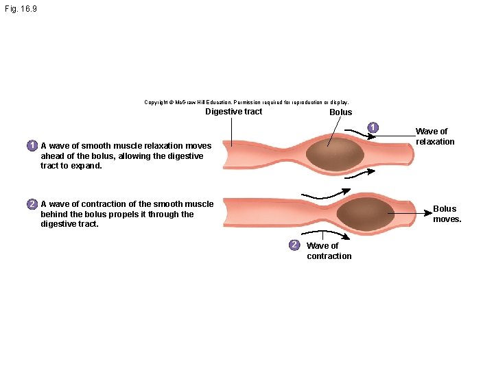 Fig. 16. 9 Copyright © Mc. Graw-Hill Education. Permission required for reproduction or display.