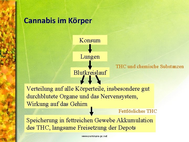 Cannabis im Körper Konsum Lungen Blutkreislauf THC und chemische Substanzen Verteilung auf alle Körperteile,