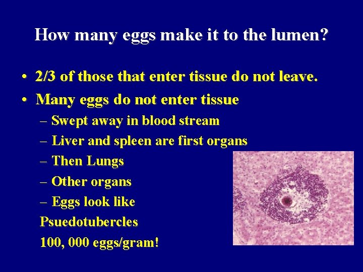 How many eggs make it to the lumen? • 2/3 of those that enter