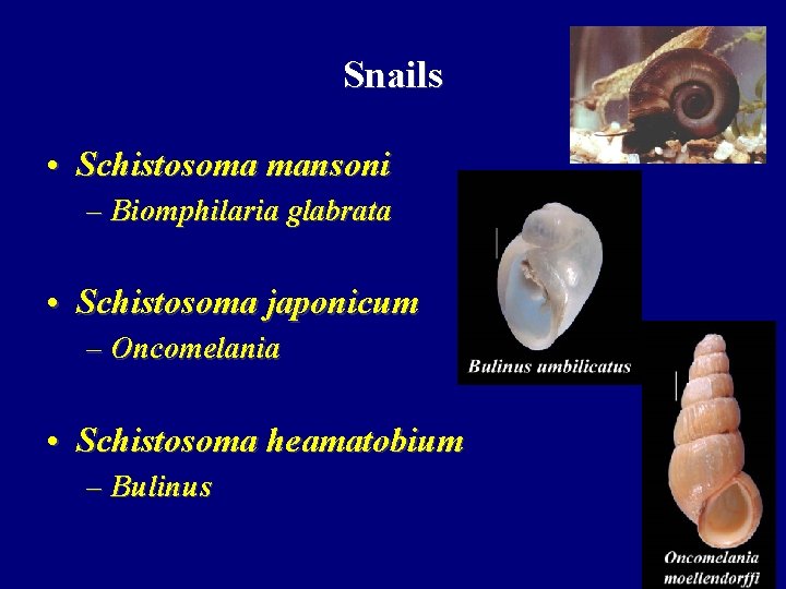 Snails • Schistosoma mansoni – Biomphilaria glabrata • Schistosoma japonicum – Oncomelania • Schistosoma
