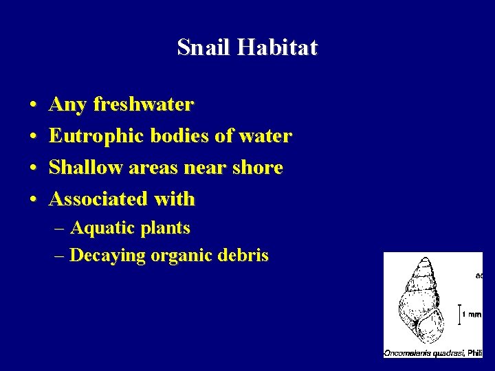 Snail Habitat • • Any freshwater Eutrophic bodies of water Shallow areas near shore
