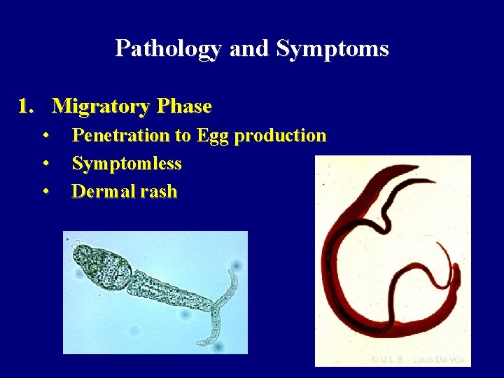 Pathology and Symptoms 1. Migratory Phase • • • Penetration to Egg production Symptomless