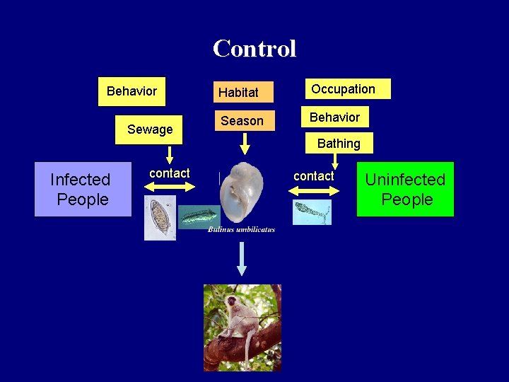 Control Behavior Sewage Infected People contact Habitat Occupation Season Behavior Bathing contact Uninfected People