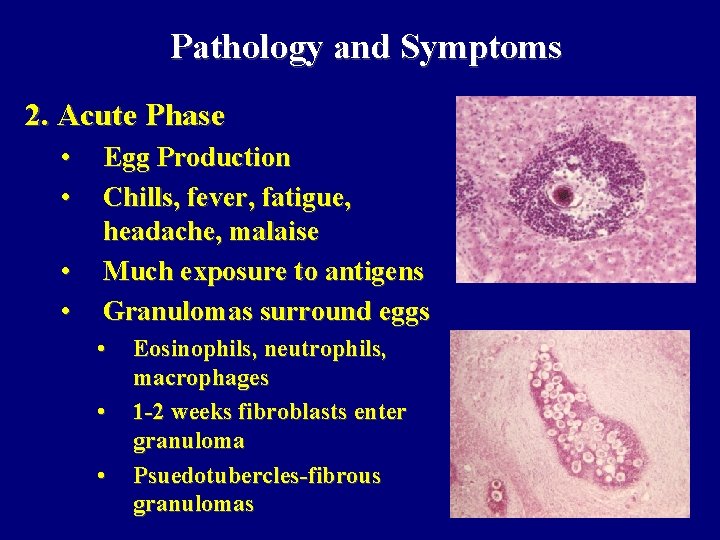 Pathology and Symptoms 2. Acute Phase • • Egg Production Chills, fever, fatigue, headache,