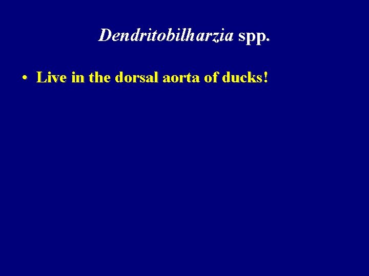 Dendritobilharzia spp. • Live in the dorsal aorta of ducks! 