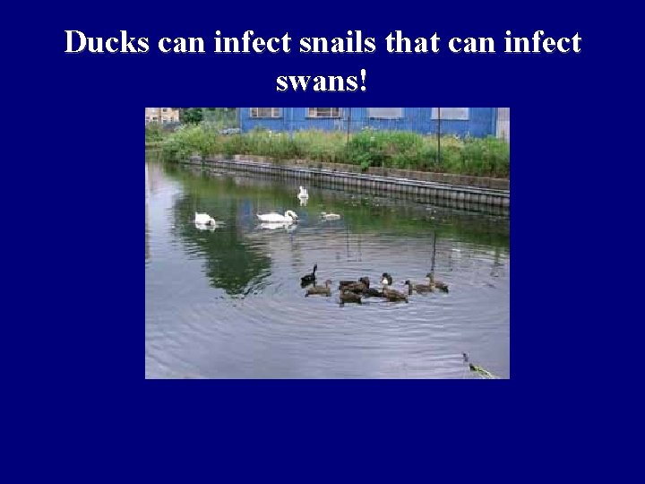 Ducks can infect snails that can infect swans! 