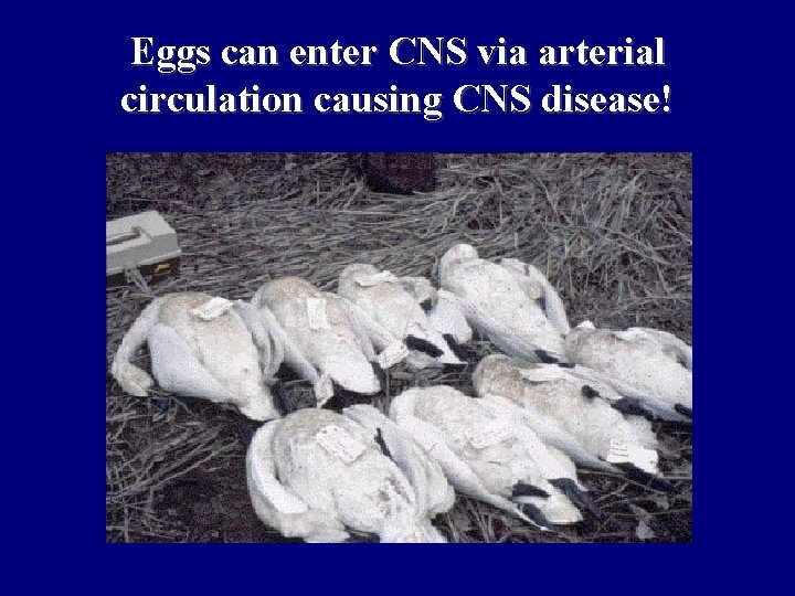 Eggs can enter CNS via arterial circulation causing CNS disease! 
