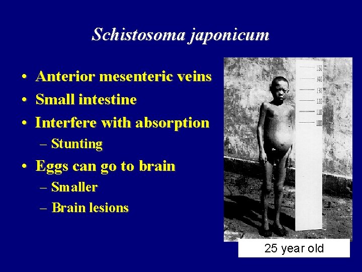 Schistosoma japonicum • Anterior mesenteric veins • Small intestine • Interfere with absorption –