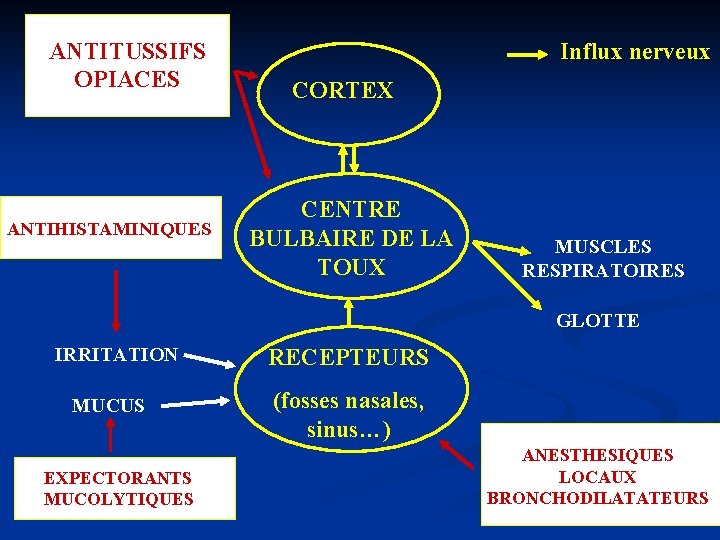 ANTITUSSIFS OPIACES ANTIHISTAMINIQUES Influx nerveux CORTEX CENTRE BULBAIRE DE LA TOUX MUSCLES RESPIRATOIRES GLOTTE ANTITUSSIFS OPIACES ANTIHISTAMINIQUES Influx nerveux CORTEX CENTRE BULBAIRE DE LA TOUX MUSCLES RESPIRATOIRES GLOTTE