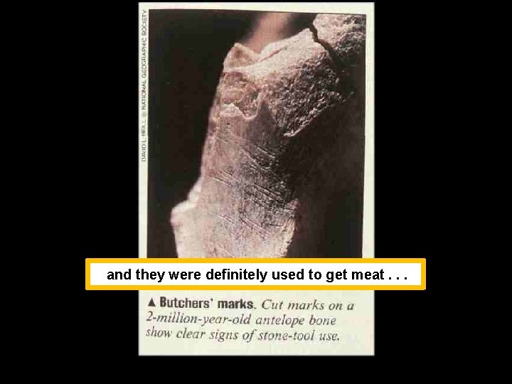 and they were definitely used to get meat. . . 