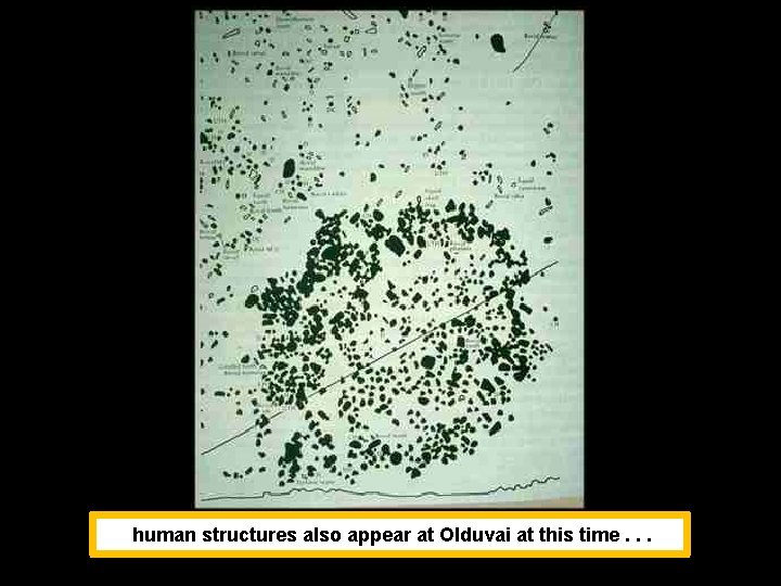 human structures also appear at Olduvai at this time. . . 
