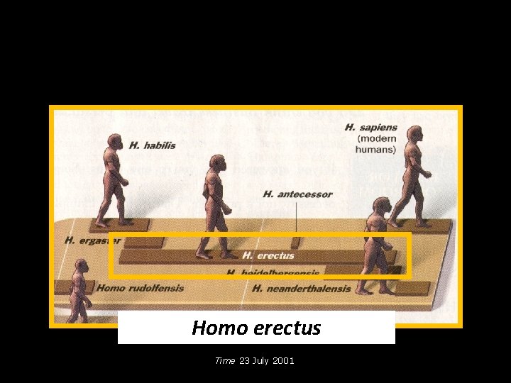 Homo erectus Time 23 July 2001 