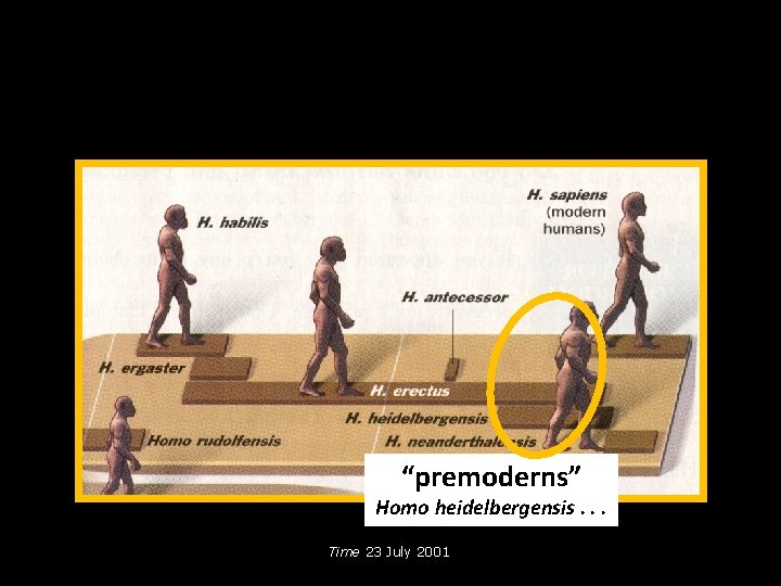“premoderns” Homo heidelbergensis. . . Time 23 July 2001 
