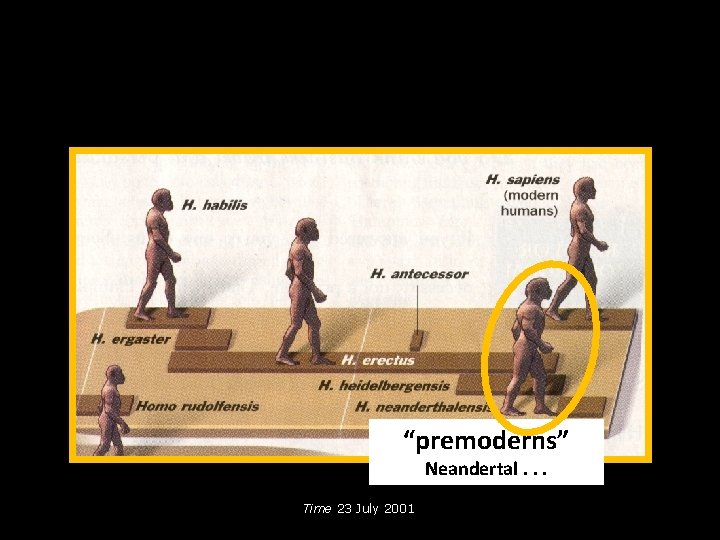 “premoderns” Neandertal. . . Time 23 July 2001 