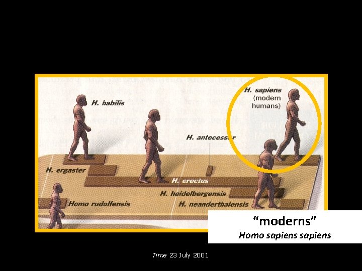 “moderns” Homo sapiens Time 23 July 2001 