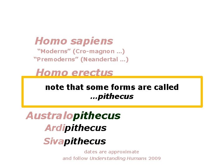 Homo sapiens “Moderns” (Cro-magnon …) “Premoderns” (Neandertal …) Homo erectus note that some forms