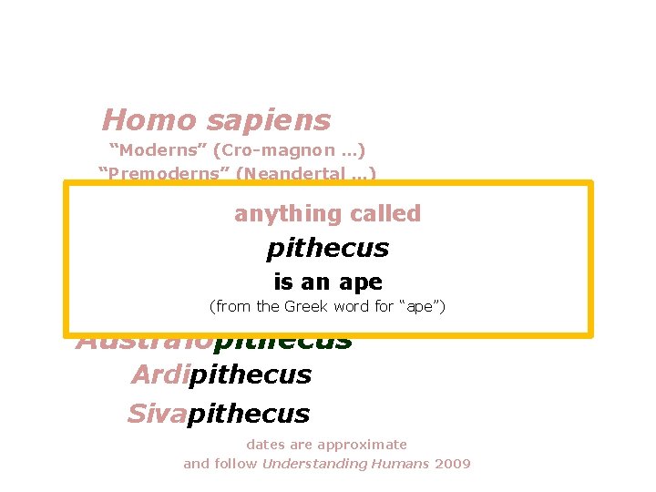 Homo sapiens “Moderns” (Cro-magnon …) “Premoderns” (Neandertal …) anything called Homo erectus pithecus Homo