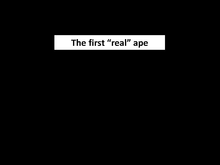 The first “real” ape 