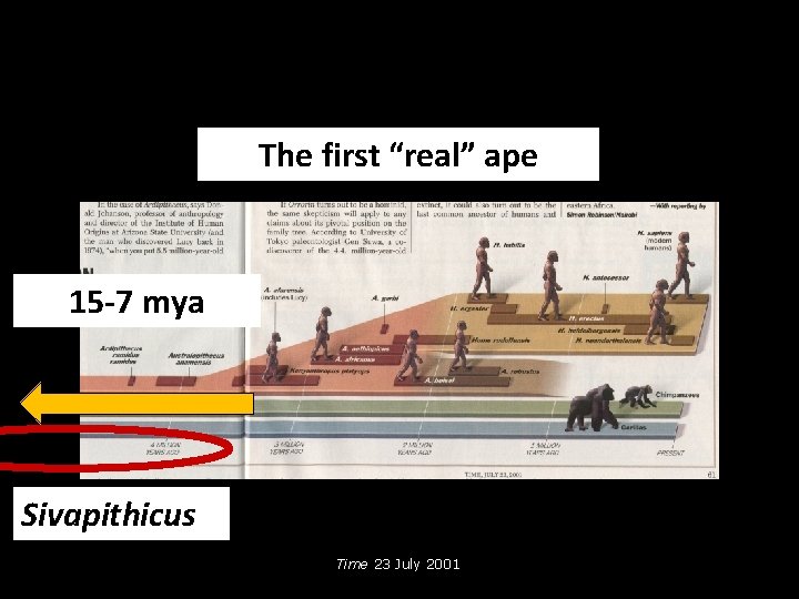 The first “real” ape 15 -7 mya Sivapithicus Time 23 July 2001 