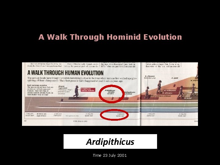 A Walk Through Hominid Evolution Ardipithicus Time 23 July 2001 