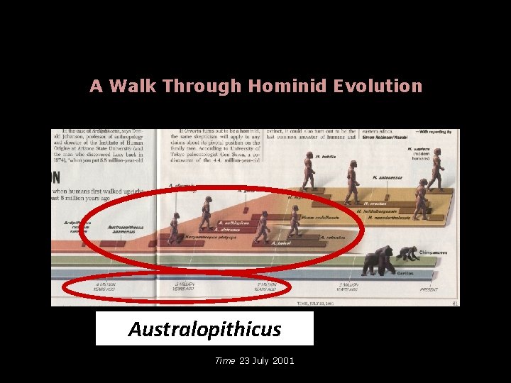 A Walk Through Hominid Evolution Australopithicus Time 23 July 2001 