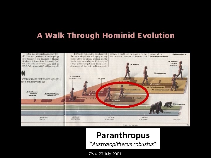 A Walk Through Hominid Evolution Paranthropus “Australopithecus robustus” Time 23 July 2001 