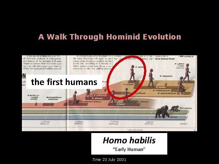 A Walk Through Hominid Evolution the first humans Homo habilis “Early Human” Time 23
