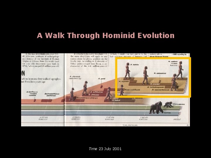 A Walk Through Hominid Evolution Time 23 July 2001 