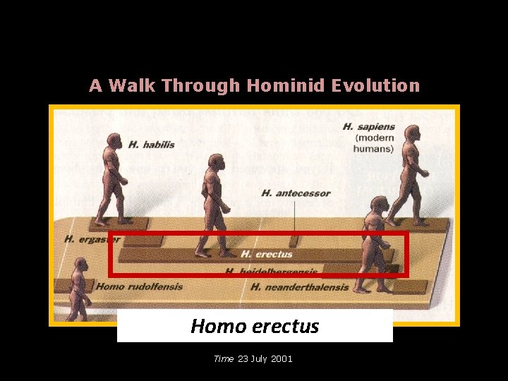 A Walk Through Hominid Evolution Homo erectus Time 23 July 2001 