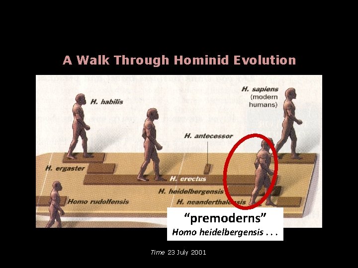 A Walk Through Hominid Evolution “premoderns” Homo heidelbergensis. . . Time 23 July 2001