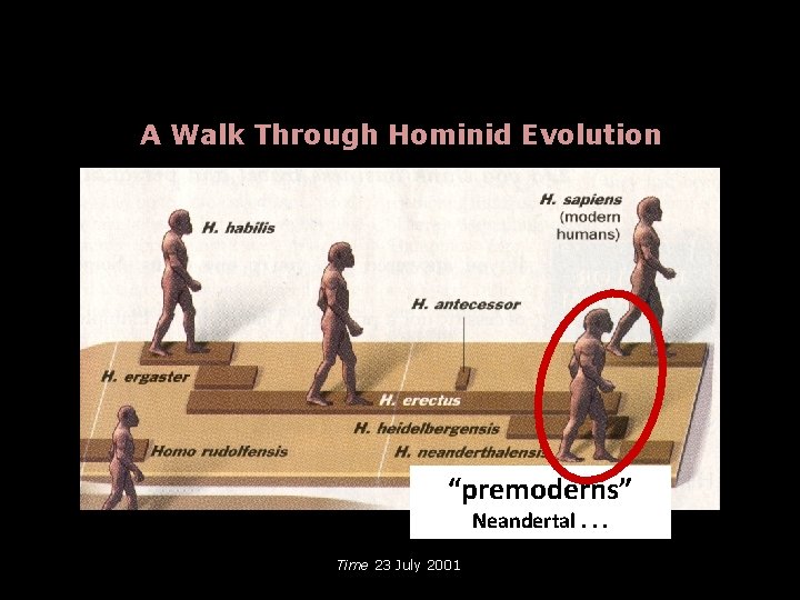 A Walk Through Hominid Evolution “premoderns” Neandertal. . . Time 23 July 2001 