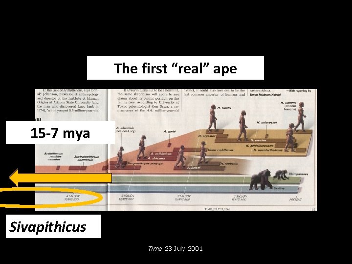 The first “real” ape 15 -7 mya Sivapithicus Time 23 July 2001 