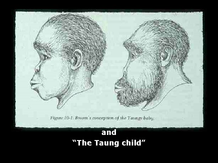 and “The Taung child” 