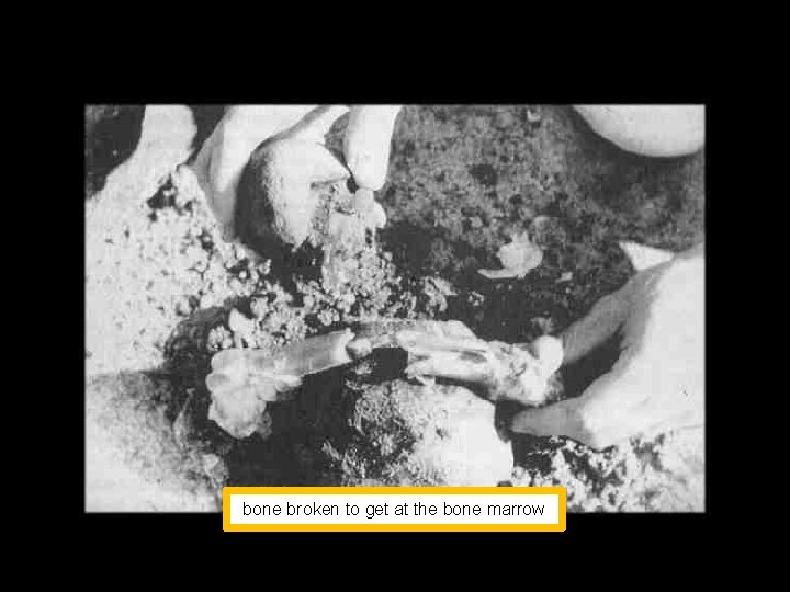 bone broken to get at the bone marrow 