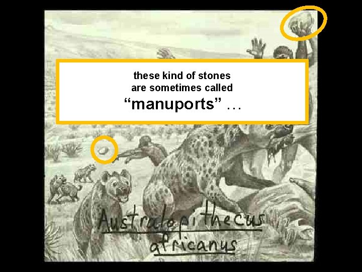 these kind of stones are sometimes called “manuports”. . . 