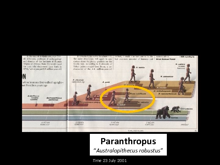 Paranthropus “Australopithecus robustus” Time 23 July 2001 