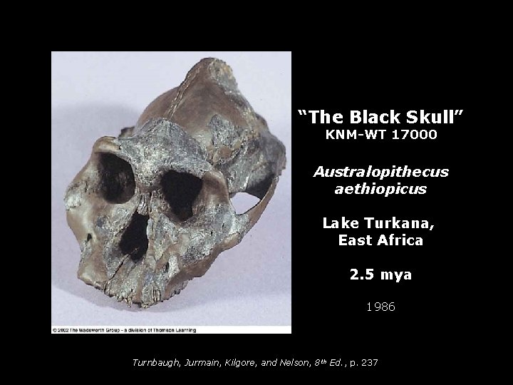 “The Black Skull” KNM-WT 17000 Australopithecus aethiopicus Lake Turkana, East Africa 2. 5 mya