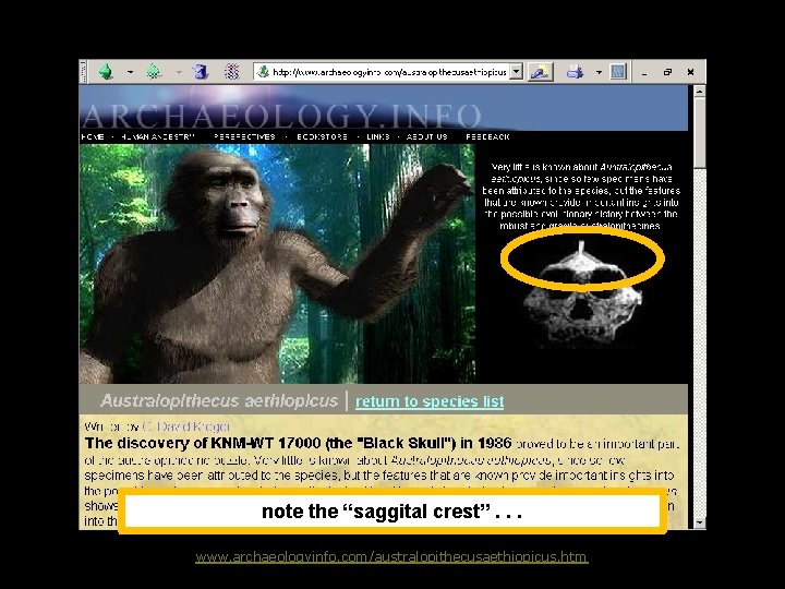 note the “saggital crest”. . . www. archaeologyinfo. com/australopithecusaethiopicus. htm 