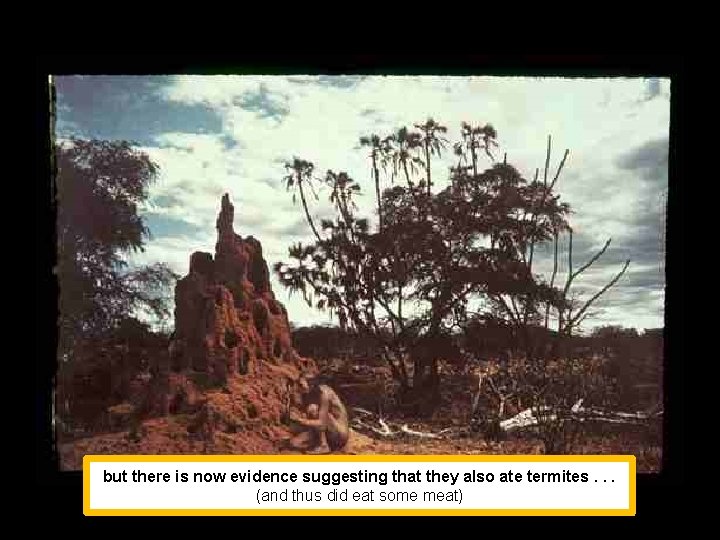 but there is now evidence suggesting that they also ate termites. . . (and