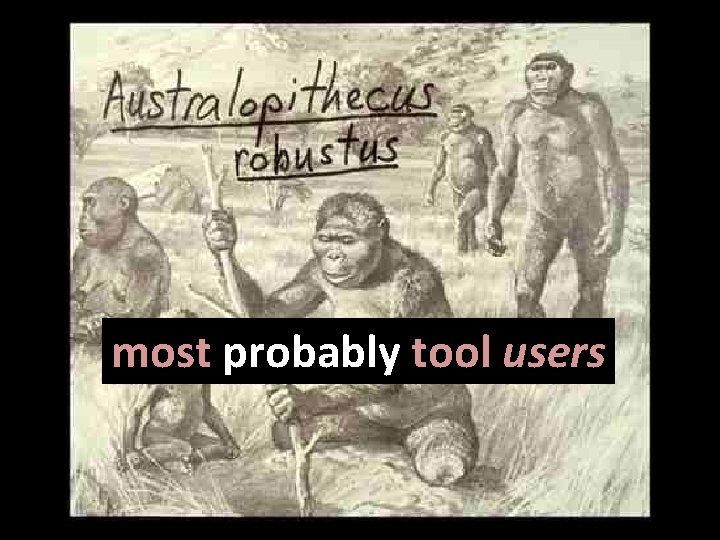 most probably tool users 