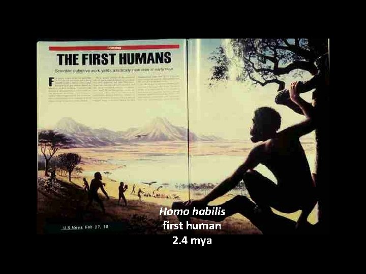 Homo habilis first human 2. 4 mya 