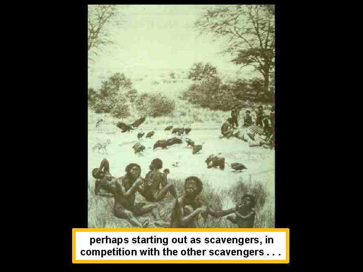 perhaps starting out as scavengers, in competition with the other scavengers. . . 
