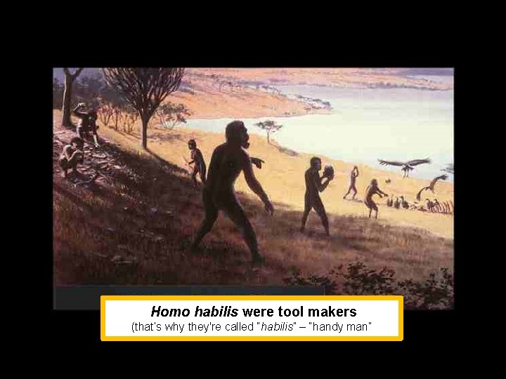 Homo habilis were tool makers (that’s why they're called “habilis” – “handy man” 