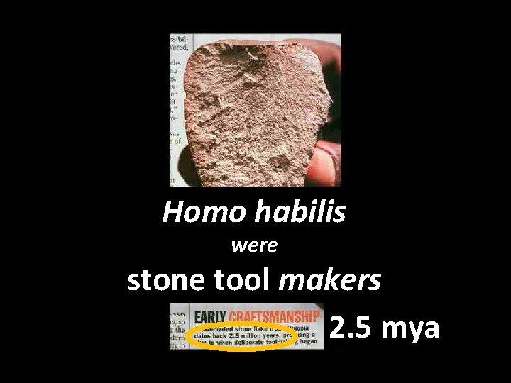 Homo habilis were stone tool makers 2. 5 mya 