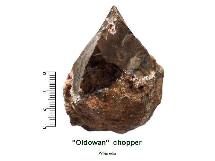 "Oldowan" chopper Wikimedia 