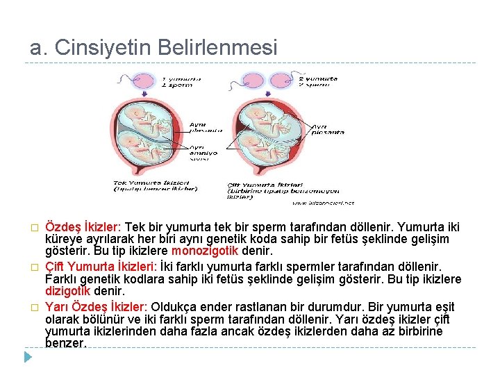 a. Cinsiyetin Belirlenmesi � � � Özdeş İkizler: Tek bir yumurta tek bir sperm a. Cinsiyetin Belirlenmesi � � � Özdeş İkizler: Tek bir yumurta tek bir sperm