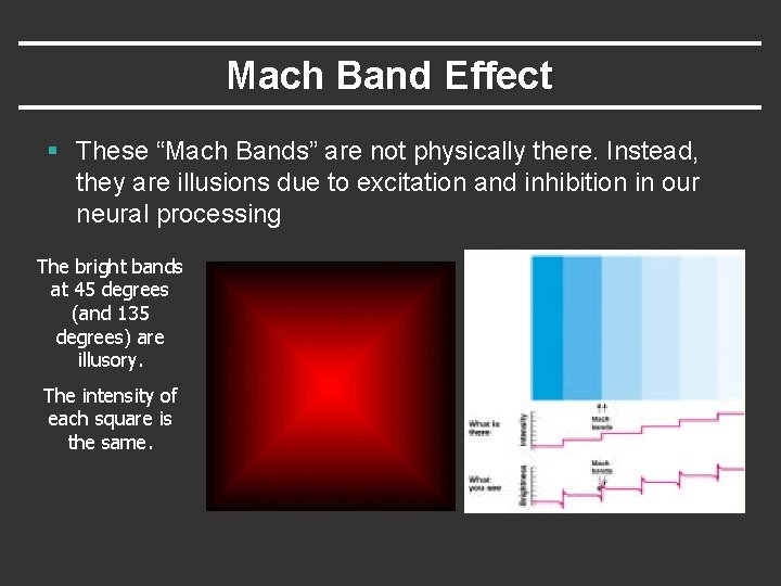 Mach Band Effect § These “Mach Bands” are not physically there. Instead, they are