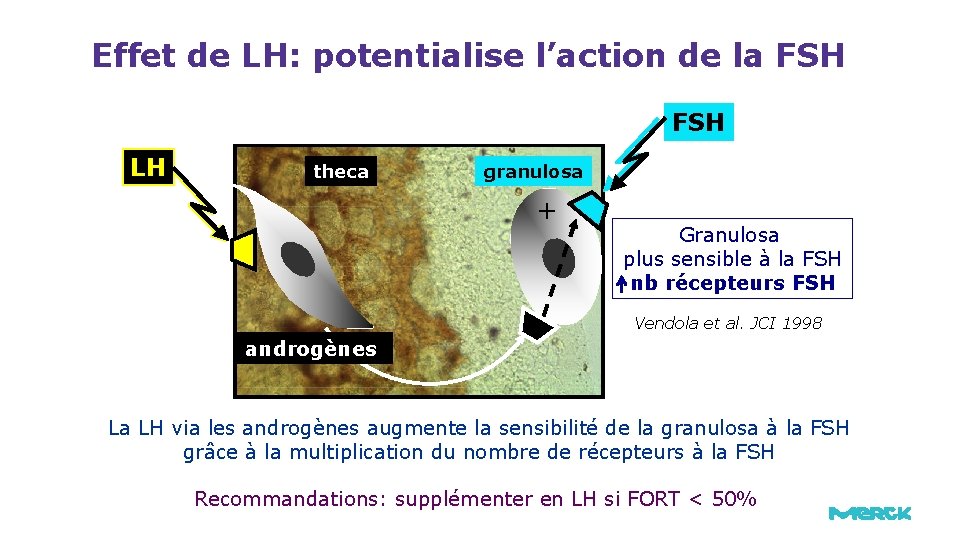 Effet de LH: potentialise l’action de la FSH LH theca granulosa + Granulosa plus Effet de LH: potentialise l’action de la FSH LH theca granulosa + Granulosa plus