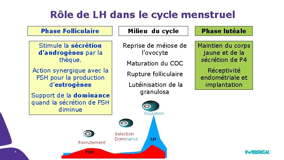 Rôle de LH dans le cycle menstruel Phase Folliculaire Stimule la sécrétion d’androgènes par Rôle de LH dans le cycle menstruel Phase Folliculaire Stimule la sécrétion d’androgènes par